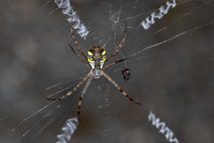 Argiope perforata
