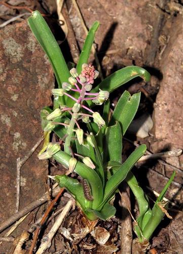 Macowan’s African hyacinth (Ledebouria macowanii)