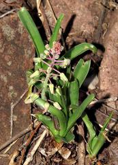 Ledebouria macowanii