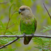 Brown-headed Parrot - Photo (c) Bernard DUPONT, some rights reserved (CC BY-SA)