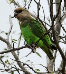 Brown-Headed Parrot photo 5