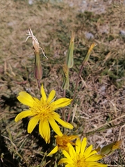 Takhtajaniantha austriaca