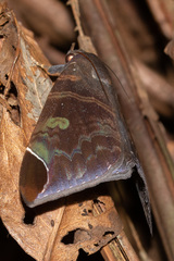 Pindara