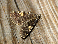 Idia calvaria