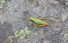 Epipodisma pedemontana