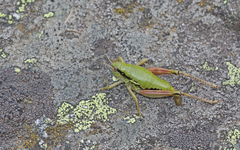 Epipodisma pedemontana