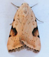 Micrathetis costiplaga