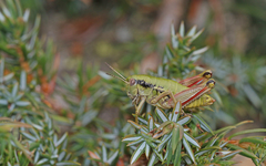 Epipodisma pedemontana