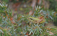 Epipodisma pedemontana