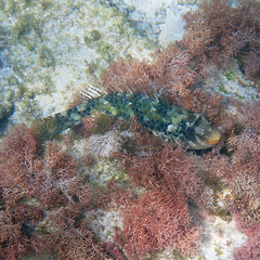 Leptoscarus vaigiensis