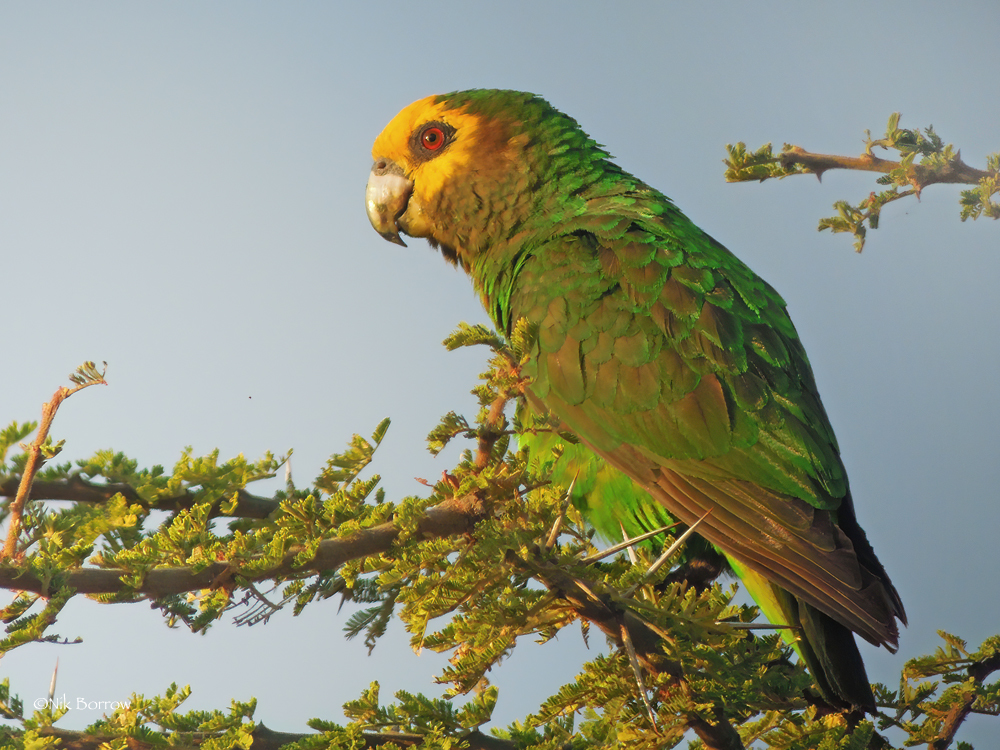 Yellow-fronted Parrot illustration