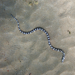 Leiuranus versicolor