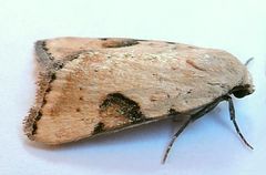 Micrathetis costiplaga