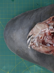 Carcharhinus amboinensis