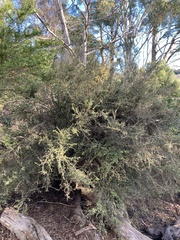 Coprosma quadrifida