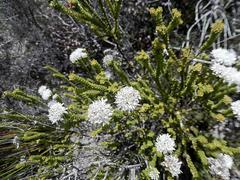 Agathosma cerefolium