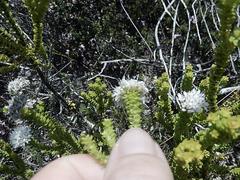 Agathosma cerefolium