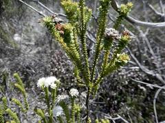 Agathosma cerefolium