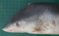 Carcharhinus amboinensis