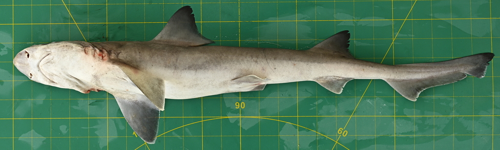 Slender Weasel Shark in September 2021 by Balazs Buzas. fish_UAE221 ...