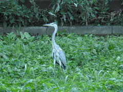 Ardea cinerea
