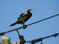Phalacrocorax carbo