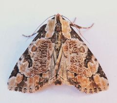 Stibaera thyatiroides