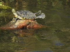 Trachemys scripta elegans
