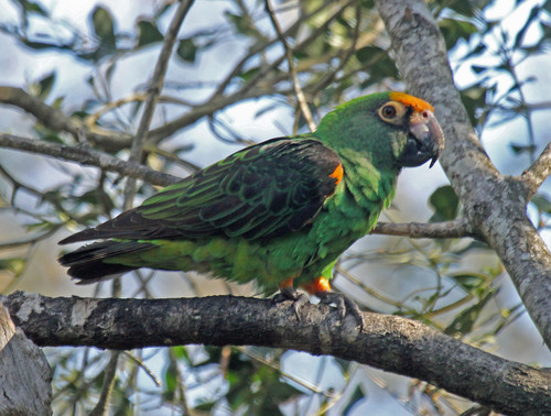 Red-fronted Parrot