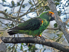 Red-Fronted Parrot photo 2