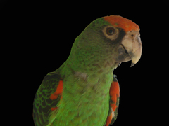 Red-Fronted Parrot photo 3