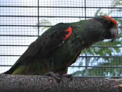 Red-Fronted Parrot photo 4