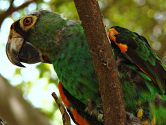Red-Fronted Parrot photo 5