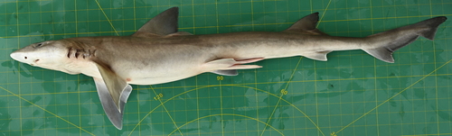Mustelus mosis observed 2021-09-21