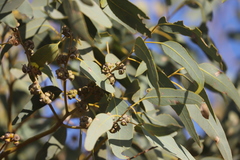 Eucalyptus cupularis