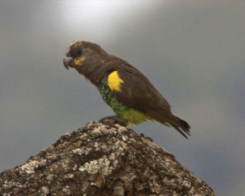 Meyer's Parrot