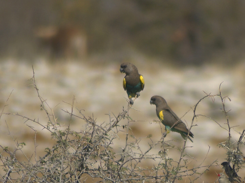 Meyer's Parrot