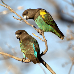 Meyer's Parrot photo 5