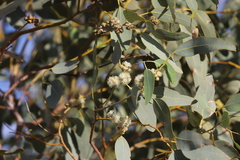 Eucalyptus cupularis