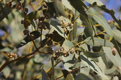 Eucalyptus cupularis