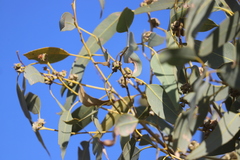 Eucalyptus cupularis
