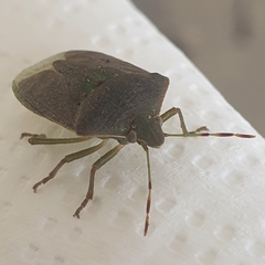 Nezara viridula