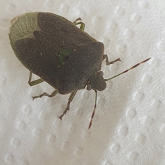 Nezara viridula