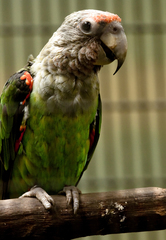 Cape Parrot photo 3