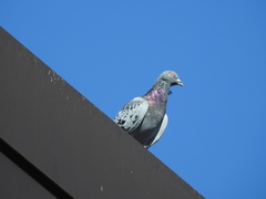 Columba livia domestica