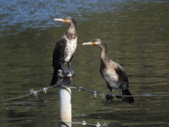 Phalacrocorax carbo