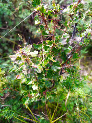 Ribes aciculare