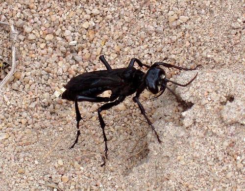African Cricket-hunter Wasp