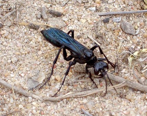 African Cricket-hunter Wasp