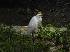 Egretta garzetta
